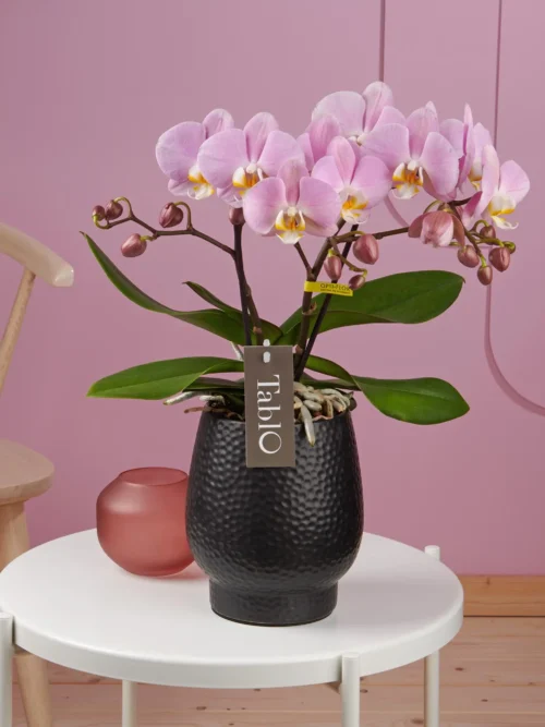 Amsterdammertje (Wiesenstrauß)